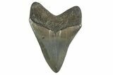 Serrated, Colorful, Fossil Megalodon Tooth - Georgia #338746-1